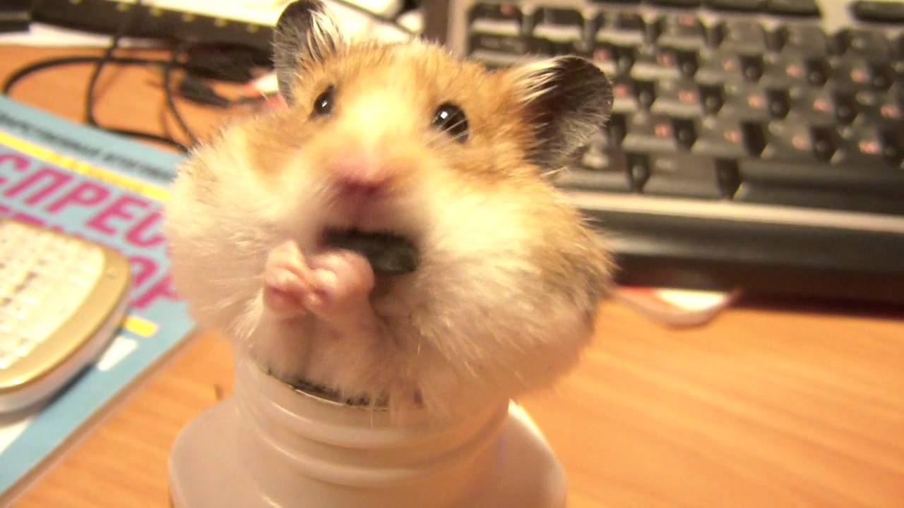 Как набрать друзей в hamster